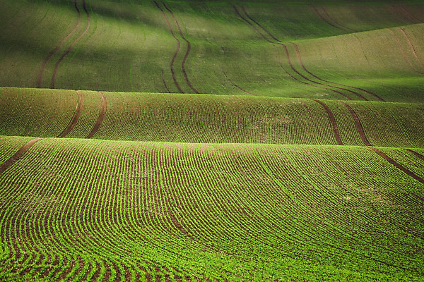 포토 JPG 해외이미지 나무 식물 계절 유럽 선 파도 밭 농업 풍경 초원 사람없음 야외 여름 빛 농경지 일몰 봄 이탈리아 수확 트랙 체코 보헤미아 토스카나 모라비아 해외202004 해외포토 나라 산업 바다 농장 노을 파일형식