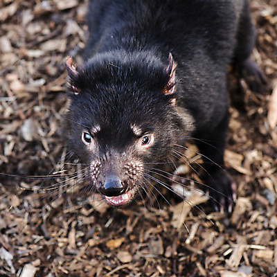 포토 JPG 해외이미지 동물 사람없음 호주 주머니곰 해외202004 해외포토 포유류 오세아니아 파일형식