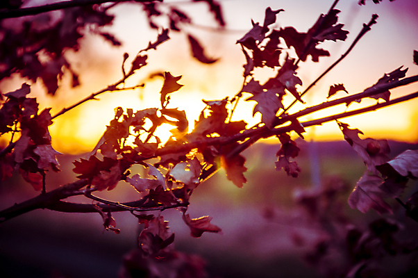 포토 JPG 해외이미지 실루엣 바다 여행 백그라운드 태국 자연 하늘 풍경 사람없음 야외 빨간색 빛 햇빛 태양 노란색 일출 황혼 일몰 휴양지 이국적 수평선 해외202004 해외포토 자연요소 아시아 컬러 촬영기법 노을 장소 생태계 파일형식