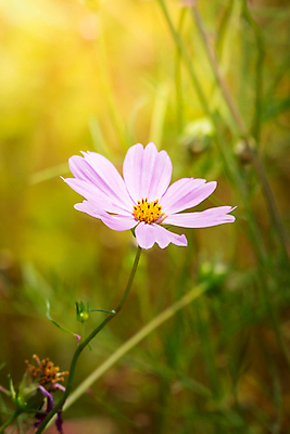포토 JPG 해외이미지 주간 식물 꽃 분홍색 꽃밭 자연 풍경 근접촬영 사람없음 야외 초록색 코스모스 해외202004 해외포토 자연요소 뷰포인트 컬러 생태계 파일형식