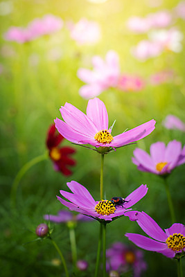 포토 JPG 해외이미지 주간 식물 꽃 분홍색 꽃밭 자연 풍경 근접촬영 사람없음 야외 초록색 코스모스 해외202004 해외포토 자연요소 뷰포인트 컬러 생태계 파일형식