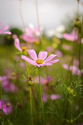 포토 JPG 해외이미지 주간 식물 꽃 분홍색 꽃밭 자연 풍경 근접촬영 사람없음 야외 초록색 코스모스 해외202004 해외포토 자연요소 뷰포인트 컬러 생태계 파일형식