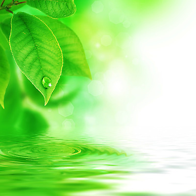 포토 JPG 해외이미지 식물 디자인 공원 백그라운드 컨셉 잎 자연 벽지 새로움 프레임 사람없음 야외 초록색 물 태양 정원 맑음 침묵 봄 흰색 나뭇가지 신선 그룹 닫기 떨어짐 이슬 묘사 유기농 질감 보케 장면 모음 정맥 고립 엘리먼트 디테일 국경 해외202004 해외포토 자연요소 나무 웰빙 계절 공공시설 컬러 모션 날씨 한글 소리 생태계 혈관 파일형식