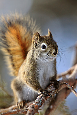 포토 JPG 해외이미지 주간 나무 무료이미지 한마리 야생동물 자연 앉기 사람없음 야외 아웃포커스 나뭇가지 다람쥐 해외202004 해외포토 자연요소 식물 동물 1 모션 촬영기법 설치류 생태계 파일형식