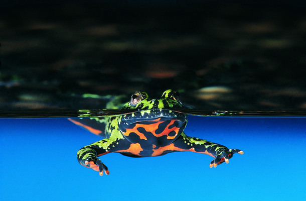 포토 JPG 해외이미지 나무 동물 공원 행복 야생동물 여행 겨울 오렌지 곰 포유류 아프리카 자연 조류 엄마 코끼리 털 동물원 풍경 잔디 사람없음 야외 초록색 물 컬러풀 태양 머리 환경 검은색 고양이 힘 입 숲 큼 사파리 코 내추럴 고립 해외202004 해외포토 자연요소 식물 계절 공공시설 감정 나라 컬러 과일 가족 신체부위 반려동물 크기 생태계 파일형식