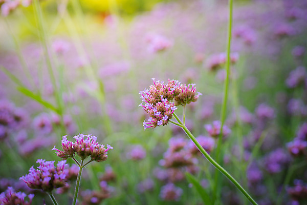 포토 JPG 해외이미지 식물 디자인 계절 꽃잎 꽃 분홍색 꽃다발 백그라운드 꽃무늬 패턴 자연 사람없음 초록색 여름 컬러풀 보라색 봄 성장 벚꽃 신선 질감 만들기 내추럴 해외202004 해외포토 컬러 무늬 모션 생태계 파일형식