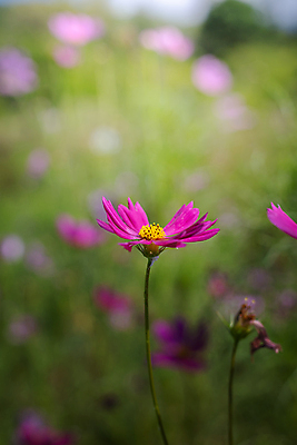 포토 JPG 해외이미지 주간 식물 꽃 분홍색 꽃밭 자연 풍경 근접촬영 사람없음 야외 초록색 코스모스 해외202004 해외포토 자연요소 뷰포인트 컬러 생태계 파일형식