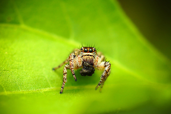 포토 JPG 해외이미지 오렌지 사람없음 머리카락 쌓기 점프 검은색 거미 기생충 해외202004 해외포토 컬러 곤충 과일 모션 머리 바이러스 파일형식