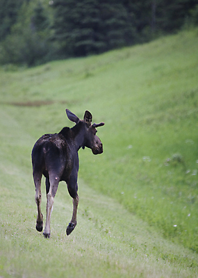 포토 JPG 해외이미지 동물 야생동물 캐나다 포유류 자연 뿔 사람없음 야외 달러 황무지 황소 해외202004 해외포토 돈 북아메리카 소 생태계 파일형식