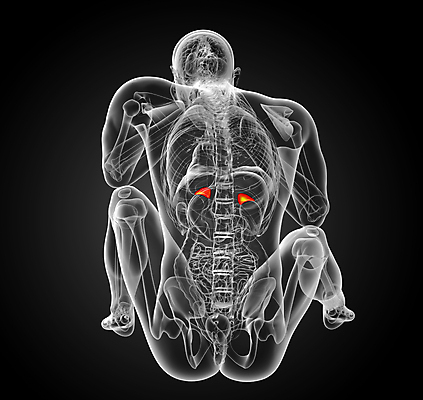 포토 JPG 해외이미지 해부 엑스레이 건강 사람 사람없음 약 진료 환자 오르간 생물학 간 복근 지라 해외202004 해외포토 교육 의학 근육 장기_의학 건반악기 파일형식