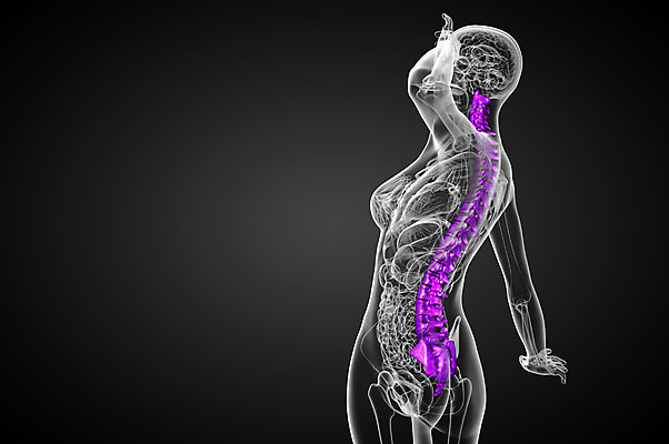 포토 JPG 해외이미지 해부 뼈 골격 사람없음 척추 생물학 요통 해외202004 해외포토 교육 의학 허리통증 파일형식