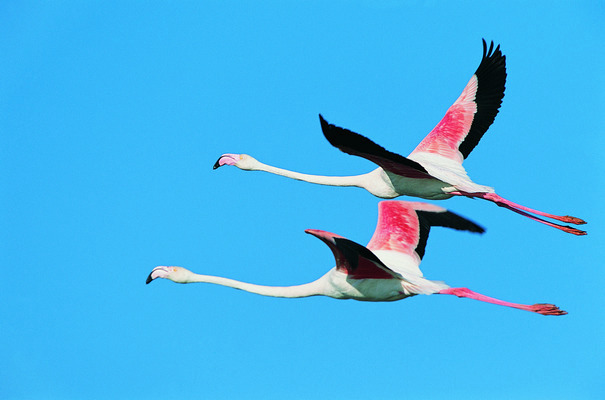 포토 JPG 해외이미지 동물 야생동물 분홍색 두마리 자연 조류 풍경 사람없음 야외 컬러풀 숫자 검은색 흰색 비행 내추럴 해외202004 해외포토 문자 컬러 2 생태계 파일형식