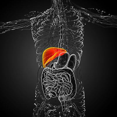 포토 JPG 해외이미지 해부 사람 사람없음 오르간 신장 간 방광 췌장 지라 해외202004 해외포토 의학 장기_의학 건반악기 비뇨기관 파일형식