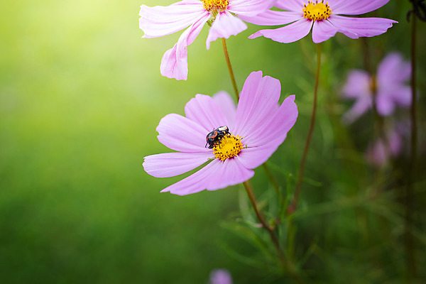 포토 JPG 해외이미지 주간 식물 꽃 분홍색 꽃밭 자연 풍경 근접촬영 사람없음 야외 초록색 코스모스 해외202004 해외포토 자연요소 뷰포인트 컬러 생태계 파일형식