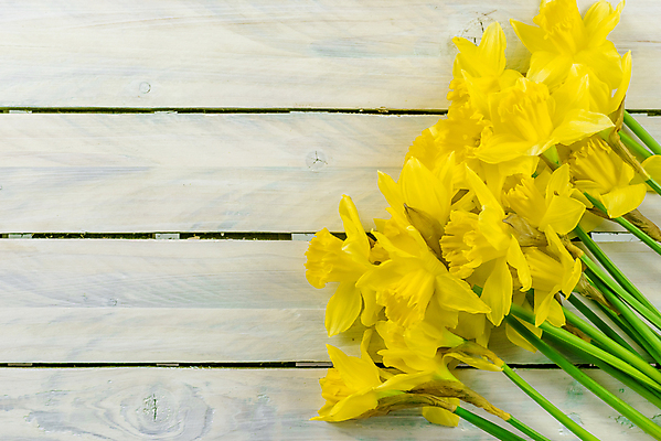 포토 JPG 해외이미지 무료이미지 디자인 꽃 꽃다발 사람없음 노란색 수선화 카피스페이스 해외202004 해외포토 식물 컬러 공백 파일형식 무료콘텐츠