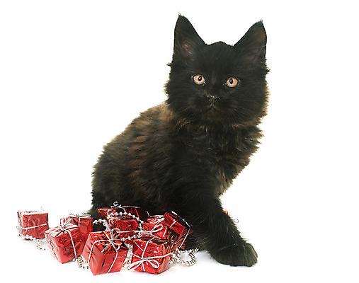 포토 JPG 해외이미지 동물 컨셉 크리스마스 선물 사람없음 선물상자 반려동물 검은색 고양이 오브젝트 흰배경 이벤트의상 해외202004 해외포토 옷 기념일 컬러 백그라운드 포유류 상자 흰색 파일형식