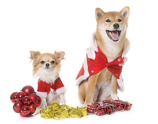 포토 JPG 해외이미지 동물 컨셉 크리스마스장식 크리스마스 산타옷 선물 사람없음 장식 빨간색 반려동물 갈색 코트 개 강아지 흰배경 치와와 이벤트의상 해외202004 해외포토 옷 기념일 컬러 백그라운드 포유류 외투 흰색 파일형식