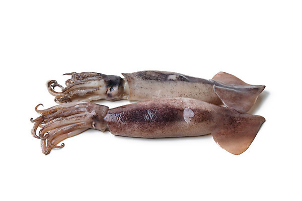 포토 JPG 해외이미지 무료이미지 두마리 식재료 사람없음 해산물 오징어 흰배경 날것 해외202004 해외포토 2 연체동물 수중동물 흰색 파일형식 무료콘텐츠 동물 컬러 무척추동물