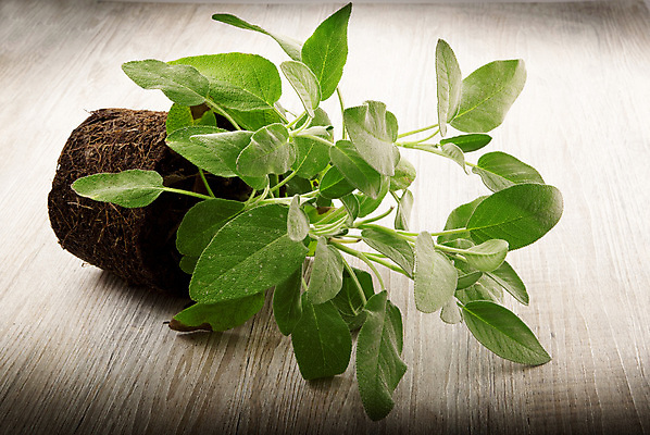 포토 JPG 해외이미지 식물 음식 조각 컨셉 농업 채소 자연 실내 식이요법 사람없음 주방 신선 흰배경 유기농 영양 고립 바이오 세이지 해외202004 해외포토 웰빙 산업 백그라운드 건강 내부 흰색 생태계 파일형식