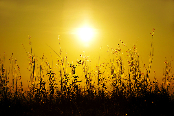 포토 JPG 해외이미지 식물 구름 디자인 꽃 호수 벽 잎 꽃무늬 밭 자연 하늘 바람 갈대 풍경 사람없음 야외 장식 태양 농장 정원 가을 연못 뜨거움 습지 무료 해외202004 해외포토 자연요소 계절 무늬 농업 날씨 생태계 파일형식
