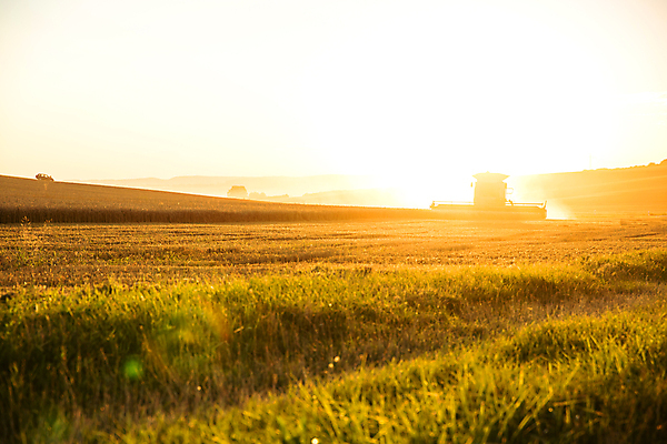 포토 JPG 해외이미지 식물 구름 밭 농업 자연 하늘 건조 풍경 사람없음 태양 농장 농경지 일몰 가을 밀 보리 밀짚 밭일 호밀 해외202004 해외포토 자연요소 계절 산업 곡류 노을 짚 생태계 파일형식