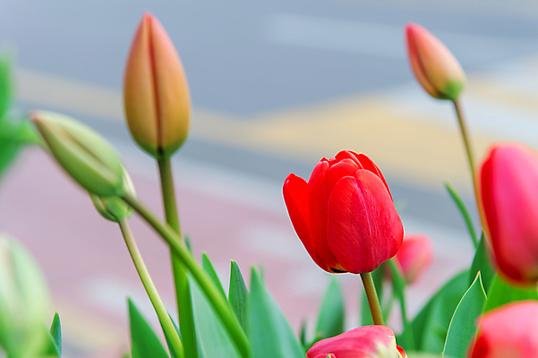 포토 JPG 해외이미지 식물 계절 꽃 사람없음 야외 빨간색 축제 봄 튤립 해외202004 해외포토 컬러 파일형식