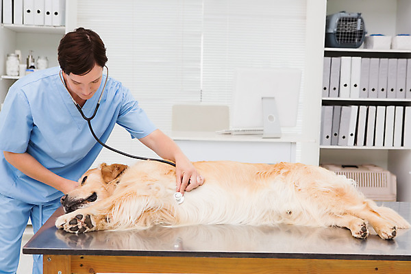 포토 JPG 해외이미지 동물 백인 여자 40대 중년 청진기 실내 한명 성인 반려동물 가축 골든리트리버 강아지 집중 수의사 의료성형뷰티 성인여자한명만 해외202004 해외포토 서양인 1 컨셉 의료기기 사람 내부 의사 개 리트리버 여자한명만 성인여자만 파일형식