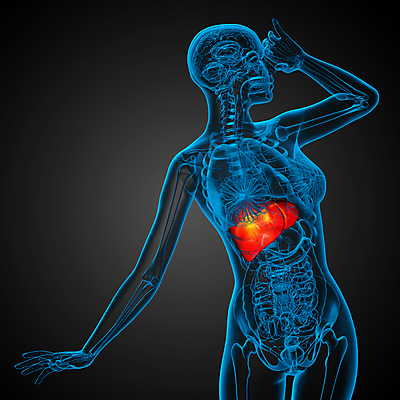 포토 JPG 해외이미지 해부 사람 신장 간 방광 췌장 해외202004 해외포토 의학 장기_의학 비뇨기관 파일형식