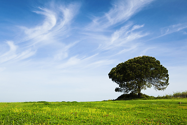 포토 JPG 해외이미지 나무 구름 계절 백그라운드 자연 하늘 날씨 풍경 잔디 초원 사람없음 야외 초록색 여름 파란색 컬러풀 햇빛 태양 환경 봄 시골 땅 내추럴 평야 수평선 해외202004 해외포토 자연요소 식물 컬러 생태계 파일형식
