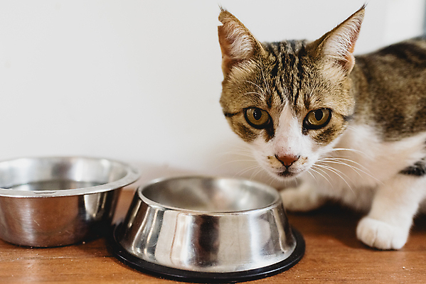 포토 JPG 해외이미지 무료이미지 응시 새끼 실내 사람없음 반려동물 고양이 먹이 배고픔 흰배경 먹이그릇 반려묘 해외202004 해외포토 동물 그릇 시선 백그라운드 포유류 내부 흰색 파일형식 무료콘텐츠