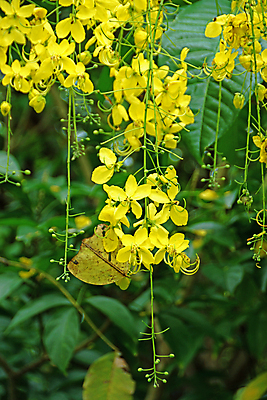 포토 JPG 해외이미지 나무 식물 디자인 공원 교육 꽃잎 꽃 백그라운드 꽃무늬 태국 자연 벽지 표면 매달리기 미술 씨앗 사람없음 장식 노란색 새싹 일본 벚꽃 흰색 나뭇가지 황금 크림 묘사 질감 신성 짜임 내추럴 고립 꼬투리 샤워실 전국 케랄라주 해외202004 해외포토 공공시설 아시아 컬러 무늬 모션 문화예술 인도_나라 생태계 샤워시설 파일형식
