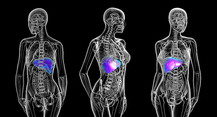포토 JPG 해외이미지 해부 건강 사람 사람없음 약 3D 오르간 신장 간 방광 췌장 지라 해외202004 해외포토 의학 장기_의학 건반악기 비뇨기관 디지털합성 파일형식