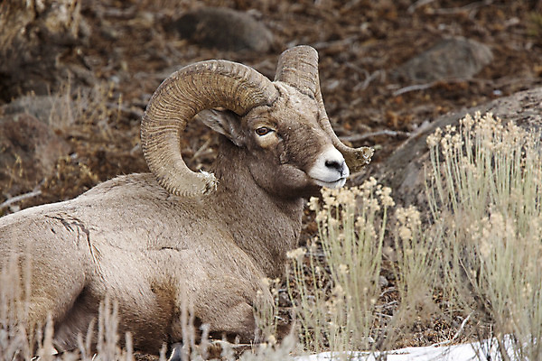포토 JPG 해외이미지 한마리 여행 자연 사람없음 갈색 미국 양 황무지 지역 옐로스톤국립공원 큰뿔양 해외202004 해외포토 1 컬러 북아메리카 포유류 국립공원 생태계 파일형식