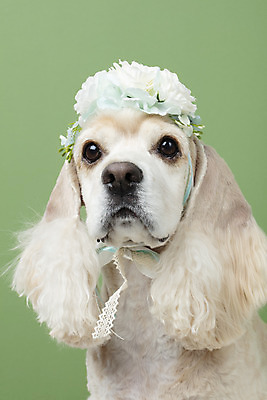 포토 JPG 스튜디오촬영 동물 한마리 꽃 반려견 실내 누끼 근접촬영 사람없음 앞모습 장식 반려동물 귀여움 화관 코커스패니얼 머리띠 개 강아지 머리장식 반려 초록배경 국내포토 식물 1 뷰포인트 백그라운드 컨셉 장신구 포유류 내부 초록색 스패니얼 파일형식
