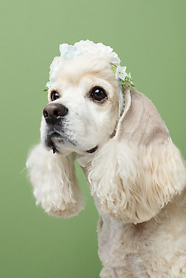포토 JPG 스튜디오촬영 동물 한마리 꽃 반려견 실내 누끼 근접촬영 사람없음 앞모습 장식 반려동물 귀여움 화관 코커스패니얼 머리띠 개 강아지 머리장식 반려 초록배경 국내포토 식물 1 뷰포인트 백그라운드 컨셉 장신구 포유류 내부 초록색 스패니얼 파일형식