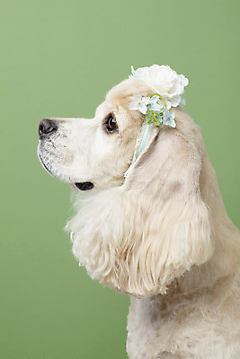 포토 JPG 스튜디오촬영 동물 한마리 꽃 반려견 실내 누끼 근접촬영 사람없음 옆모습 장식 반려동물 귀여움 화관 코커스패니얼 머리띠 개 강아지 머리장식 반려 초록배경 국내포토 식물 1 뷰포인트 백그라운드 컨셉 장신구 포유류 내부 초록색 스패니얼 파일형식