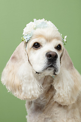 포토 JPG 스튜디오촬영 동물 한마리 꽃 반려견 실내 누끼 근접촬영 사람없음 앞모습 장식 반려동물 귀여움 화관 코커스패니얼 머리띠 개 강아지 머리장식 반려 초록배경 국내포토 식물 1 뷰포인트 백그라운드 컨셉 장신구 포유류 내부 초록색 스패니얼 파일형식
