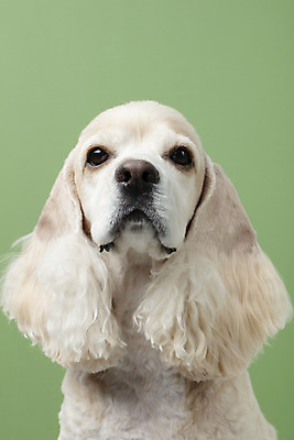 포토 JPG 스튜디오촬영 동물 한마리 반려견 실내 누끼 근접촬영 사람없음 앞모습 반려동물 귀여움 코커스패니얼 개 강아지 반려 초록배경 국내포토 1 뷰포인트 백그라운드 컨셉 포유류 내부 초록색 스패니얼 파일형식