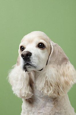 포토 JPG 스튜디오촬영 동물 한마리 반려견 실내 누끼 근접촬영 사람없음 앞모습 반려동물 귀여움 코커스패니얼 개 강아지 반려 초록배경 국내포토 1 뷰포인트 백그라운드 컨셉 포유류 내부 초록색 스패니얼 파일형식