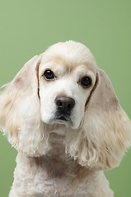 포토 JPG 스튜디오촬영 동물 한마리 반려견 실내 누끼 근접촬영 사람없음 앞모습 반려동물 귀여움 코커스패니얼 개 강아지 반려 초록배경 국내포토 1 뷰포인트 백그라운드 컨셉 포유류 내부 초록색 스패니얼 파일형식