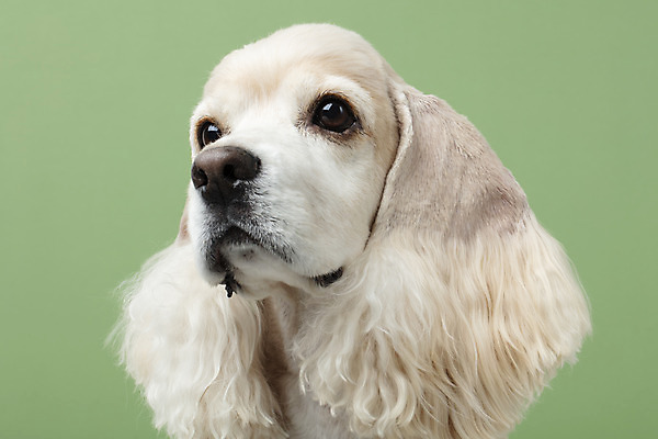 포토 JPG 스튜디오촬영 동물 한마리 반려견 실내 누끼 근접촬영 사람없음 앞모습 반려동물 귀여움 코커스패니얼 개 강아지 반려 초록배경 국내포토 1 뷰포인트 백그라운드 컨셉 포유류 내부 초록색 스패니얼 파일형식