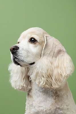 포토 JPG 스튜디오촬영 동물 한마리 반려견 실내 누끼 근접촬영 사람없음 옆모습 반려동물 귀여움 코커스패니얼 개 강아지 반려 초록배경 국내포토 1 뷰포인트 백그라운드 컨셉 포유류 내부 초록색 스패니얼 파일형식