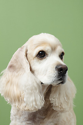 포토 JPG 스튜디오촬영 동물 한마리 반려견 실내 누끼 근접촬영 사람없음 앞모습 반려동물 귀여움 코커스패니얼 개 강아지 반려 초록배경 국내포토 1 뷰포인트 백그라운드 컨셉 포유류 내부 초록색 스패니얼 파일형식