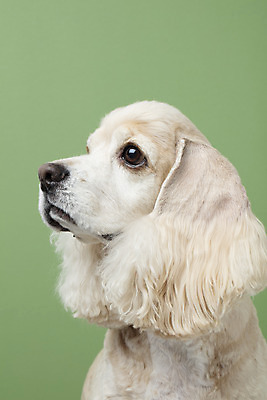 포토 JPG 스튜디오촬영 동물 한마리 반려견 실내 누끼 근접촬영 사람없음 옆모습 반려동물 귀여움 코커스패니얼 개 강아지 반려 초록배경 국내포토 1 뷰포인트 백그라운드 컨셉 포유류 내부 초록색 스패니얼 파일형식