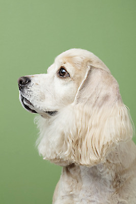 포토 JPG 스튜디오촬영 동물 한마리 반려견 실내 누끼 근접촬영 사람없음 옆모습 반려동물 귀여움 코커스패니얼 개 강아지 반려 초록배경 국내포토 1 뷰포인트 백그라운드 컨셉 포유류 내부 초록색 스패니얼 파일형식