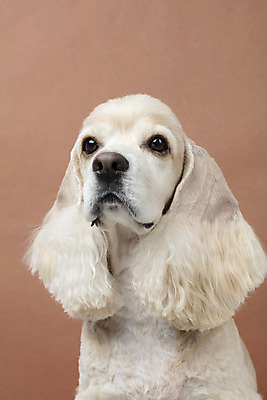 포토 JPG 스튜디오촬영 동물 한마리 반려견 실내 누끼 근접촬영 사람없음 앞모습 반려동물 갈색 귀여움 코커스패니얼 개 강아지 반려 갈색배경 국내포토 1 뷰포인트 컬러 백그라운드 컨셉 포유류 내부 스패니얼 파일형식