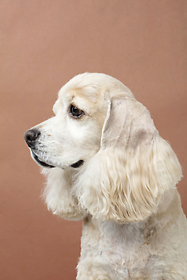 포토 JPG 스튜디오촬영 동물 한마리 반려견 실내 누끼 근접촬영 사람없음 옆모습 반려동물 갈색 귀여움 코커스패니얼 개 강아지 반려 갈색배경 국내포토 1 뷰포인트 컬러 백그라운드 컨셉 포유류 내부 스패니얼 파일형식