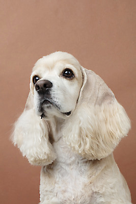 포토 JPG 스튜디오촬영 동물 한마리 반려견 실내 누끼 근접촬영 사람없음 앞모습 반려동물 갈색 귀여움 코커스패니얼 개 강아지 반려 갈색배경 국내포토 1 뷰포인트 컬러 백그라운드 컨셉 포유류 내부 스패니얼 파일형식