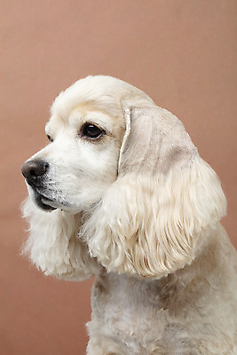 포토 JPG 스튜디오촬영 동물 한마리 반려견 실내 누끼 근접촬영 사람없음 옆모습 반려동물 갈색 귀여움 코커스패니얼 개 강아지 반려 갈색배경 국내포토 1 뷰포인트 컬러 백그라운드 컨셉 포유류 내부 스패니얼 파일형식