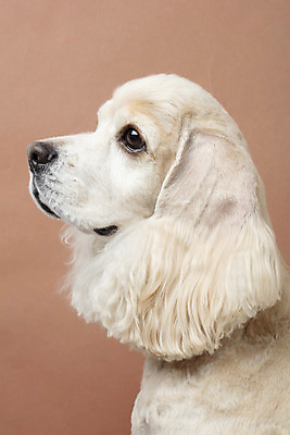 포토 JPG 스튜디오촬영 동물 한마리 반려견 실내 누끼 근접촬영 사람없음 옆모습 반려동물 갈색 귀여움 코커스패니얼 개 강아지 반려 갈색배경 국내포토 1 뷰포인트 컬러 백그라운드 컨셉 포유류 내부 스패니얼 파일형식